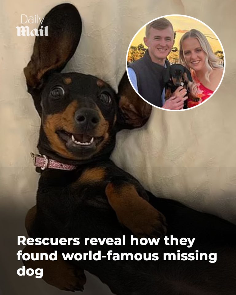 Rescuers reveal how they found world-famous missing dog on Kangaroo Island