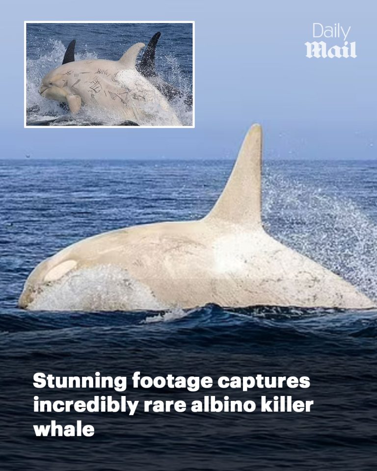 Stunning footage captures incredibly rare albino killer whale with all-white markings swimming with normal-coloured orcas off Japanese volcanic island