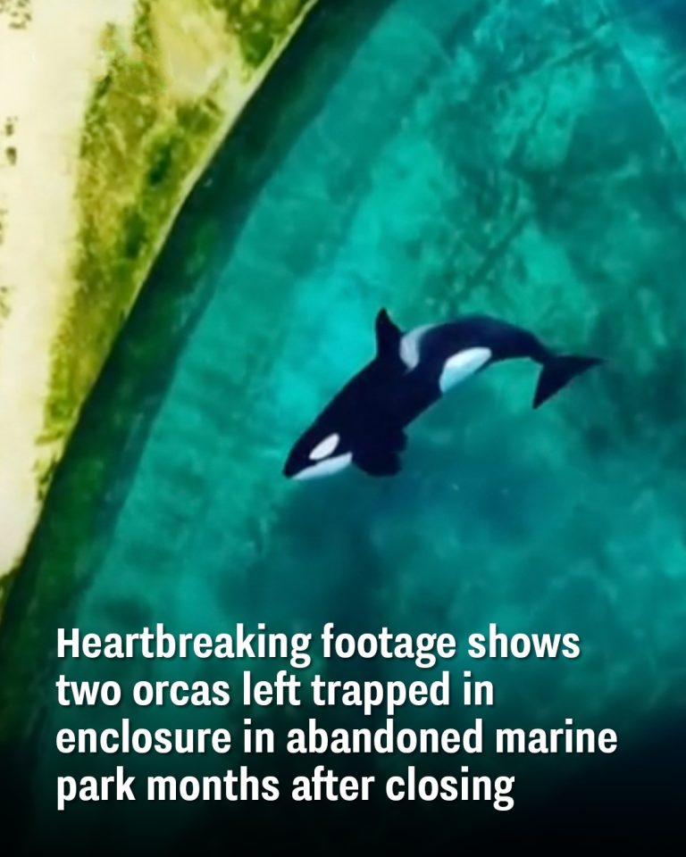 Heartbreaking footage shows two orcas left trapped in enclosure in abandoned marine park months after closing