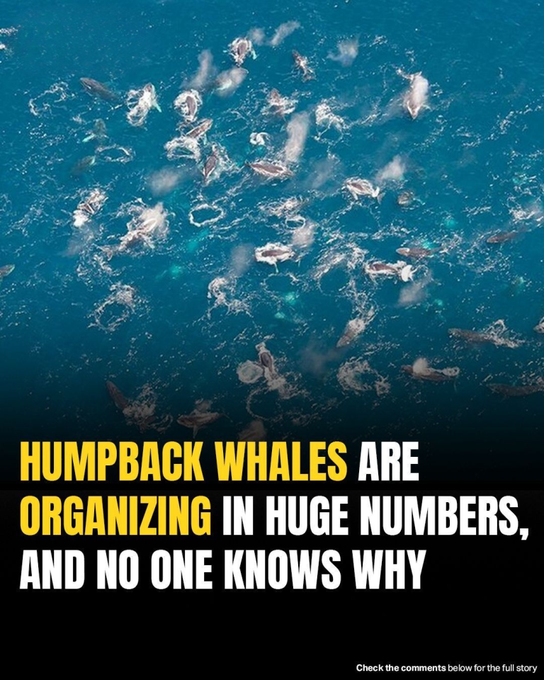 Scientists Baffled As Humpback Whales Gather In Massive Unexplained Groups