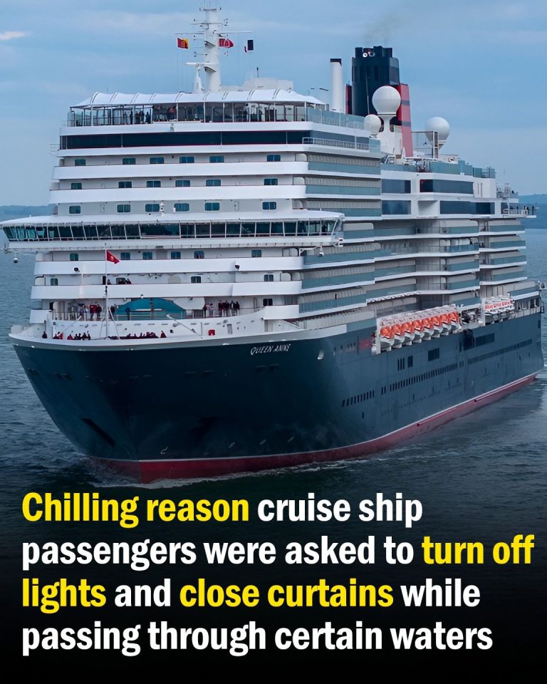 Cruise Ship Passengers Told to Shut Curtains and Lights for a Startling Reason While Sailing Through Certain Waters