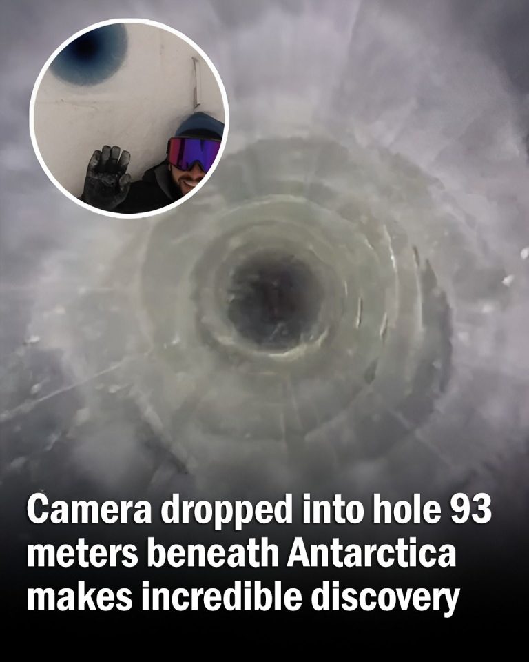 Camera Lowered Into Hole 93 Meters Beneath Antarctica Makes Stunning Discovery
