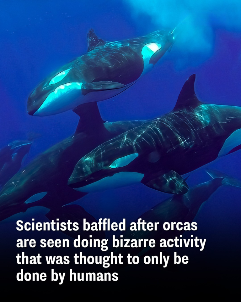 Scientists baffled after orcas are seen doing bizarre activity that was thought to only be done by humans