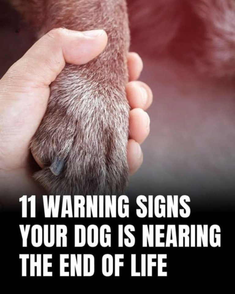 11 Heartbreaking Signs Your Dog Is Nearing the End—And How To Give Them The Love They Deserve