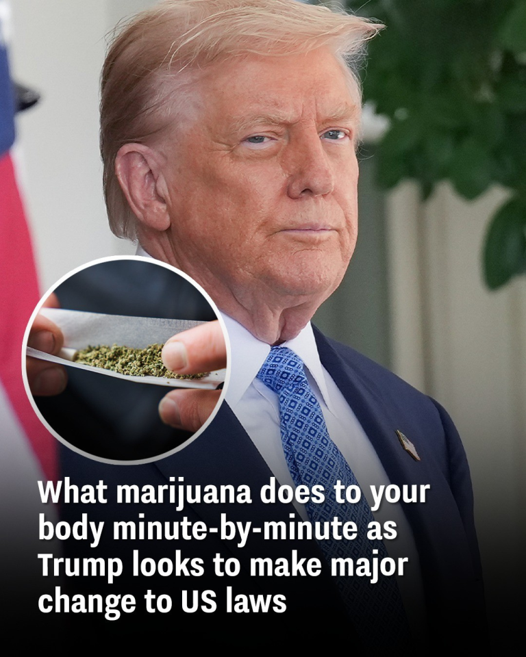 What marijuana does to your body minute-by-minute as Trump looks to make major change to US laws